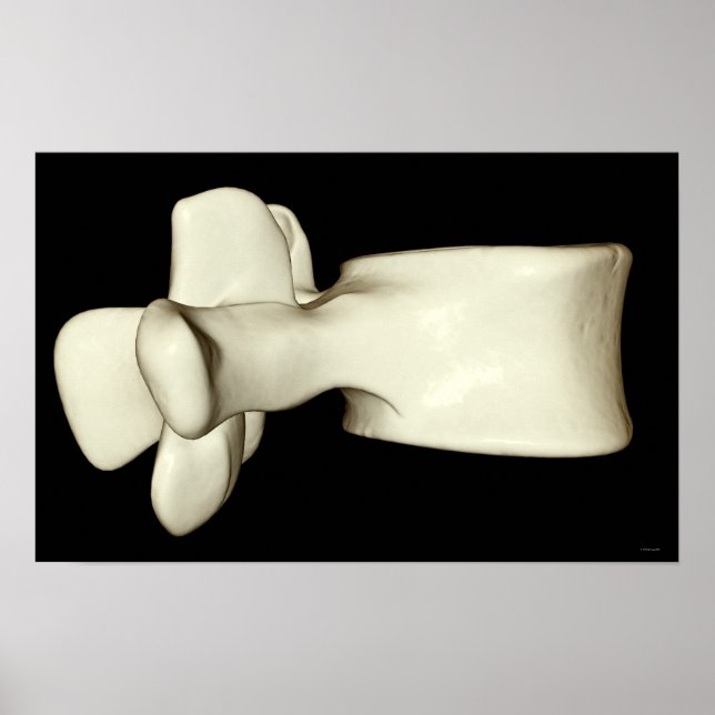 Lumbar Vertebra 4 Poster (Vorne)