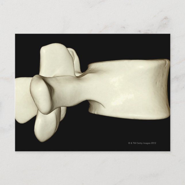 Lumbar Vertebra Postkarte (Vorderseite)