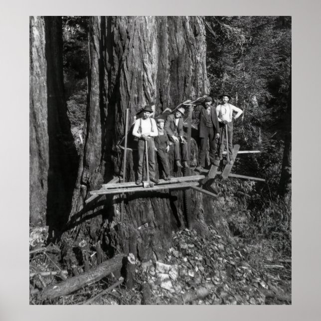 LUMBERJACKS HIGH on a REDWOOD c. 1889 Poster (Vorne)