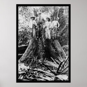 Lumberjacks in der Region Mindoro, Philippinen 190 Poster