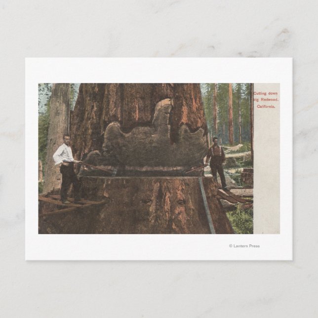 Lumberjacks unterbinden einen Redwood-Baum Postkarte (Vorderseite)
