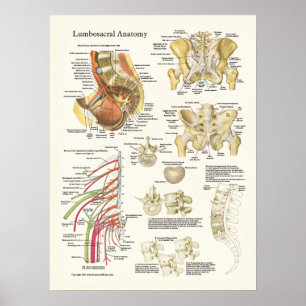 Lumbosacral Anatomie Poster und Spine Degeneration