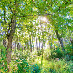 Lumière dans le carnet de notes de la forêt