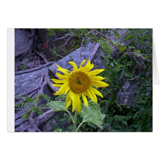 Lumière dans les ténèbres (Devant horizontal)