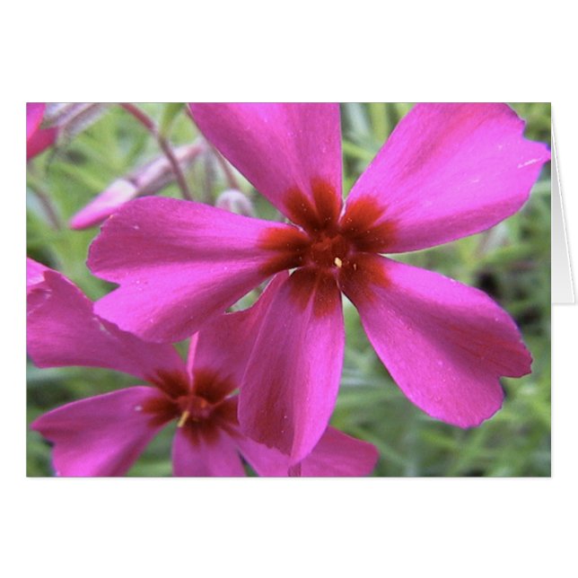 lumière des étoiles, étoile lumineuse (Devant horizontal)