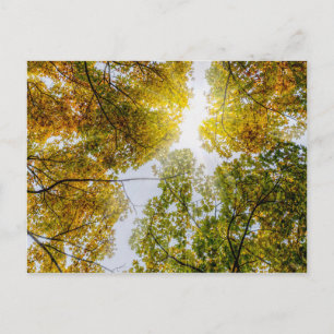 Lumière Du Soleil À Travers L'Automne Cartes Posta