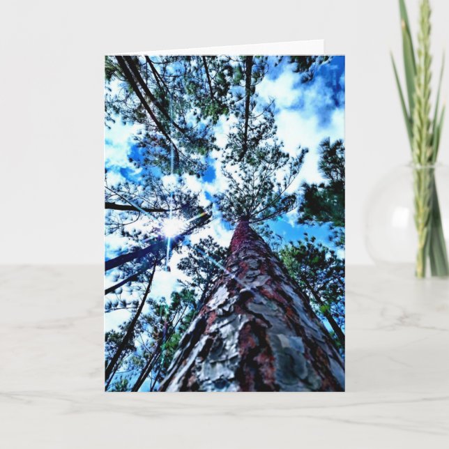 Lumière du soleil à travers les pins Carte de voeu (Devant)