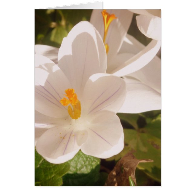 Lumière tachetée en fleur blanche (Devant)