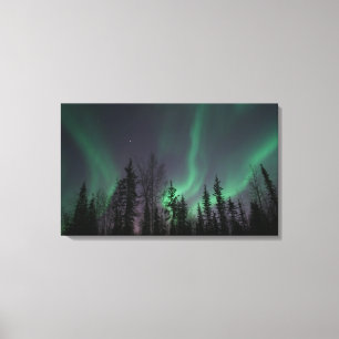 Lumières du Nord à travers la toile des arbres