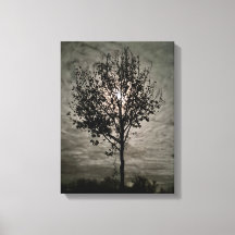 Lumineszierende Stille: Eine Vollmondnacht