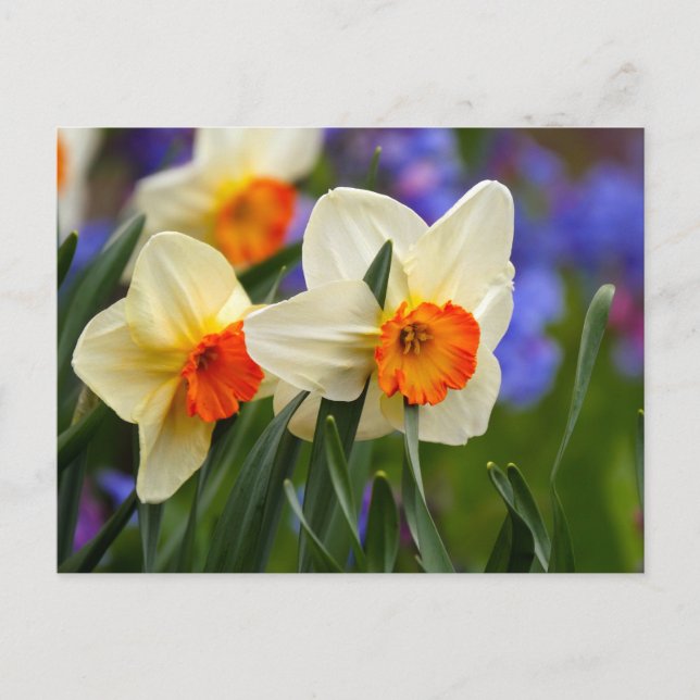 Luminous Daffodils Postkarte (Vorderseite)