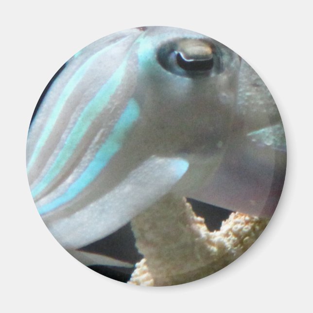 Luminumfische Magnet (Vorne)