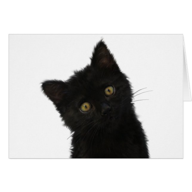 Luna Bella Black Kitten (Vorderseite (Horizontal))