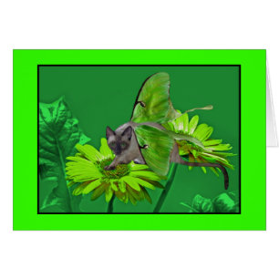Luna-Katzevibrierender grüner Gerbera