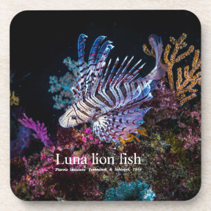 Luna, Löwe, Pterois lunulata, Getränkeuntersetzer