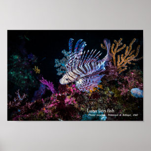 Luna, Löwe, Pterois lunulata, Poster