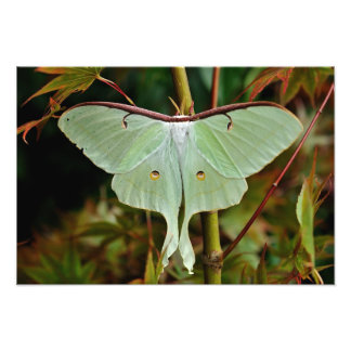 Luna Moth 19x16 große Print Fotodruck
