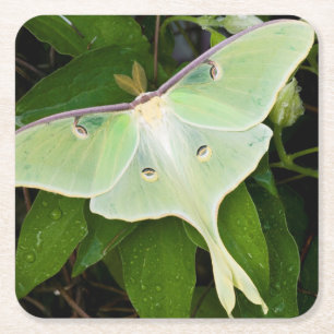 Luna Moth auf Carnaby Clematis Rechteckiger Pappuntersetzer
