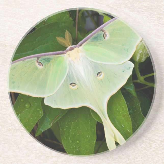 Luna Moth auf Carnaby Clematis Sandstein Untersetzer (Vorne)