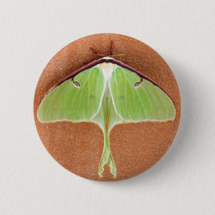 Luna Moth Button