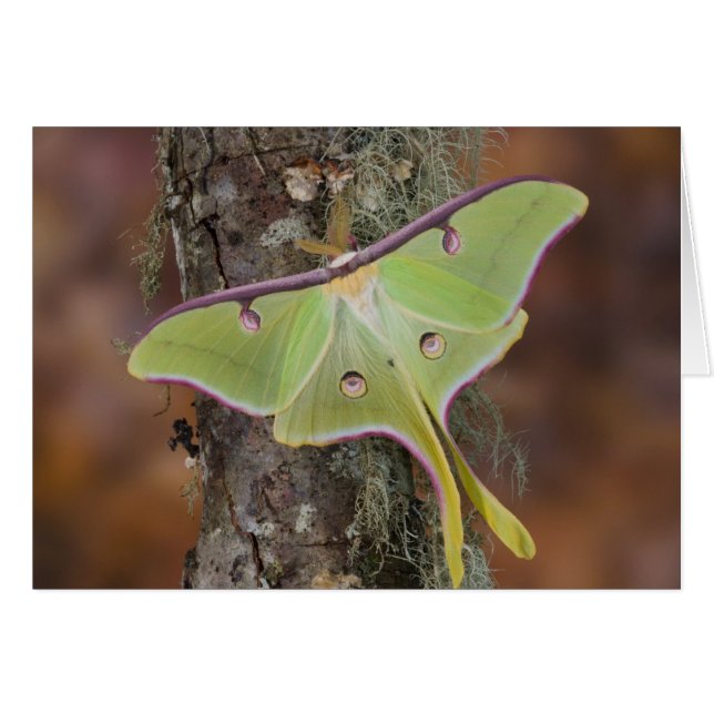 Luna Moth en soie (Devant horizontal)