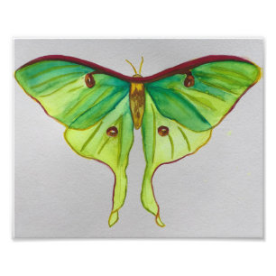 Luna Moth Fotodruck