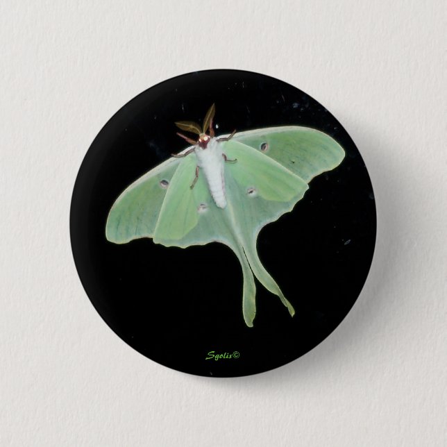 Luna Moth Insect Button (Vorderseite)