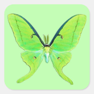 Luna Moth - Kalkgrün auf einem blassgrünen Hinterg Quadratischer Aufkleber
