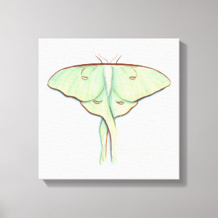 Luna Moth Leinwanddruck