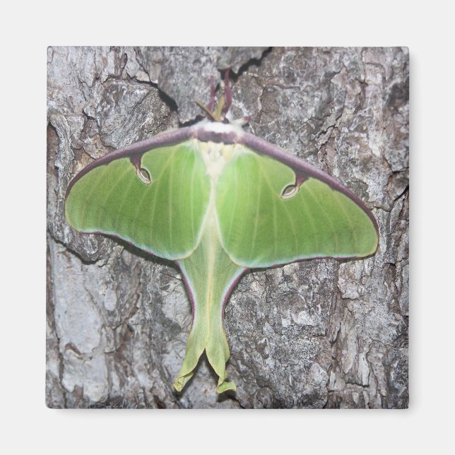 Luna Moth Magnet (Vorne)