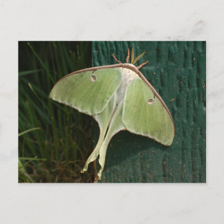 Luna Moth Postcard. Postkarte