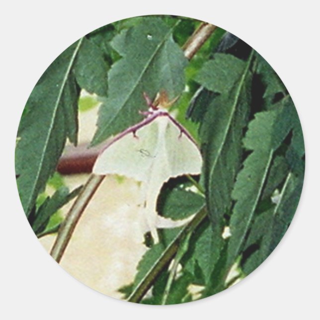 Luna Moth Runder Aufkleber (Vorderseite)