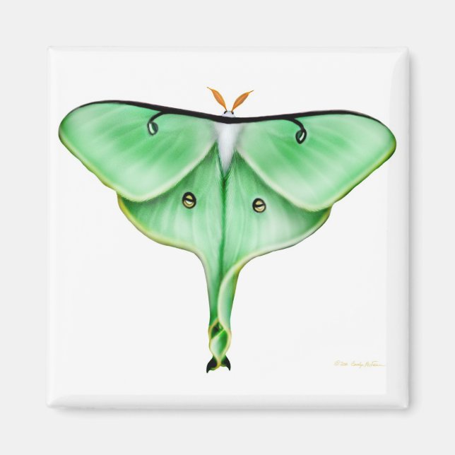 Luna Moth Square Magnet (Vorne)