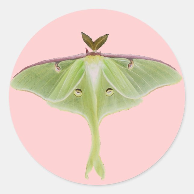 Luna Moth Stickers (Vorderseite)