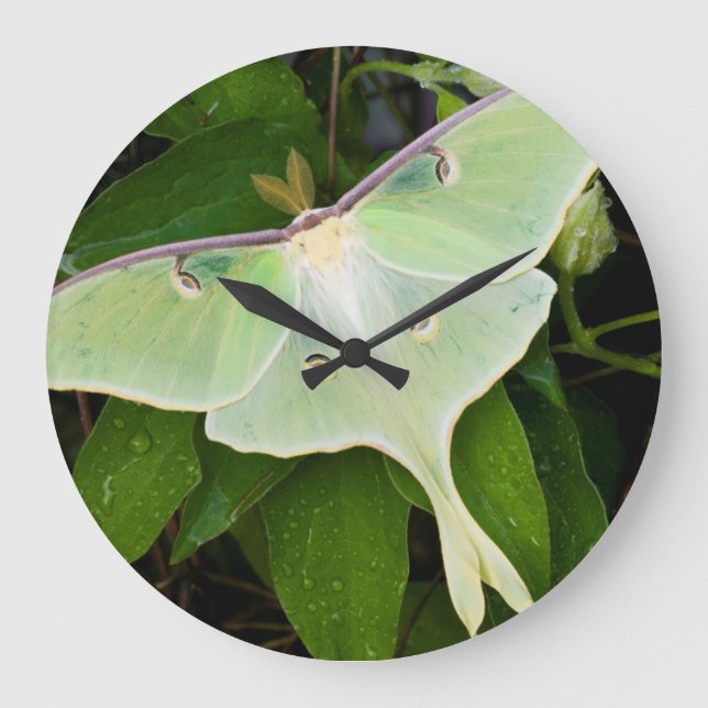 Luna-Motte auf Carnaby Clematis Große Wanduhr (Vorderseite)