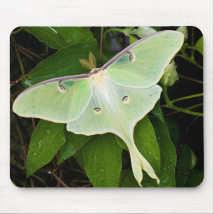 Luna-Motte auf Carnaby Clematis Mousepad