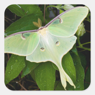 Luna-Motte auf Carnaby Clematis Quadratischer Aufkleber