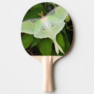Luna-Motte auf Carnaby Clematis Tischtennis Schläger