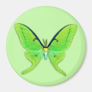 Luna-Motte auf hellgrünem Hintergrund Magnet