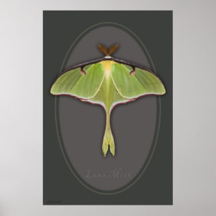 Luna-Motten-Plakat -24x36 - anderes sortiert Poster