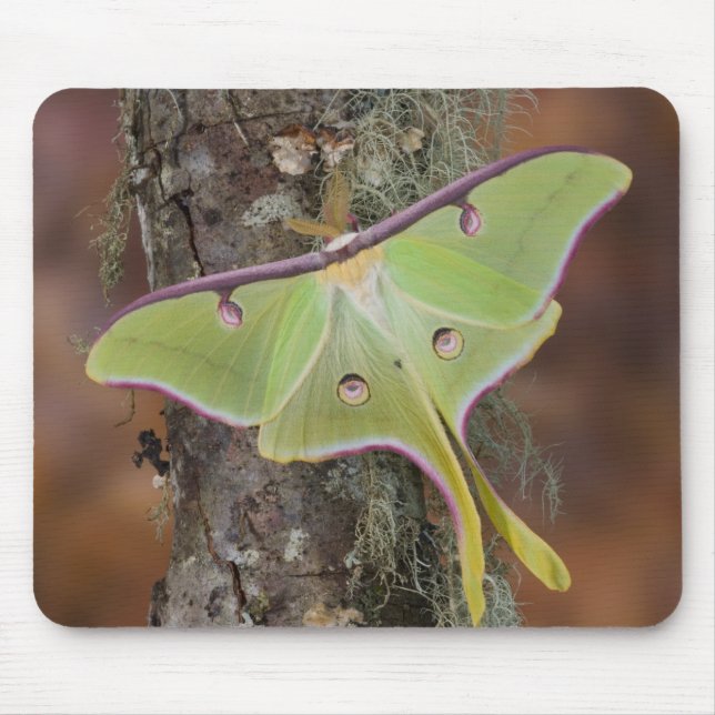 Luna-Seidenspinner Mousepad (Vorne)