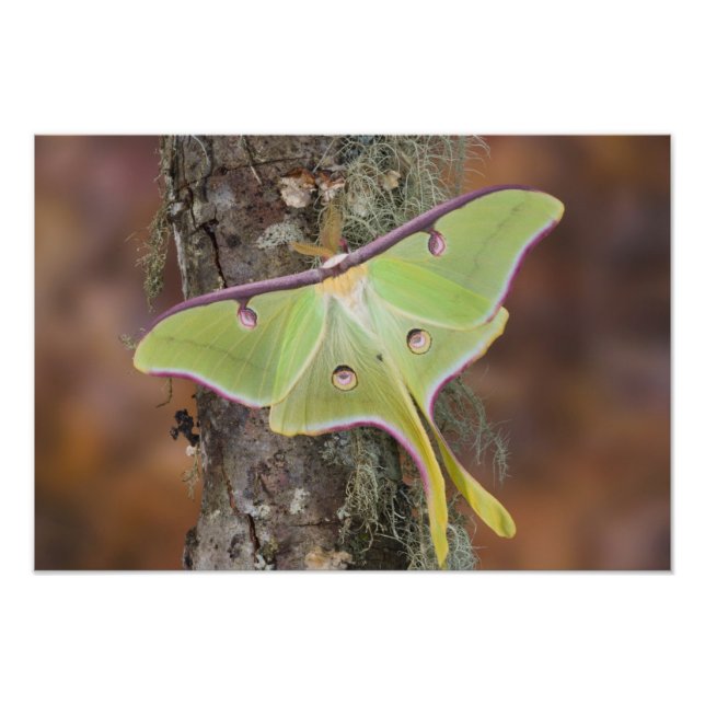 Luna Silk Moth Fotodruck (Vorne)