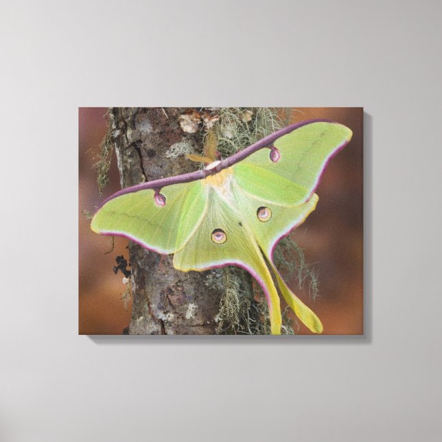 Luna Silk Moth Leinwanddruck (Vorderseite)