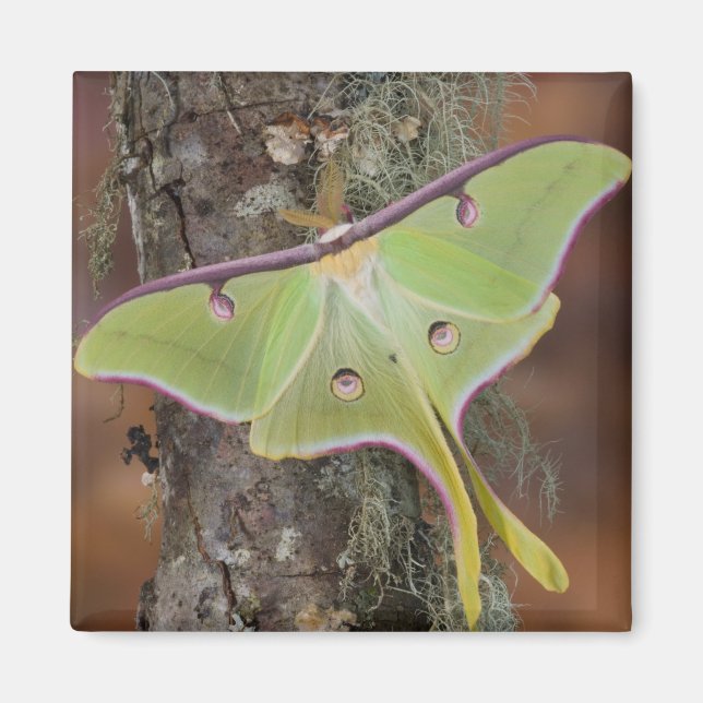 Luna Silk Moth Magnet (Vorne)