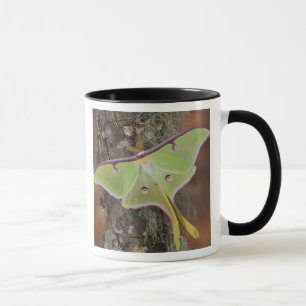 Luna Silk Moth Tasse