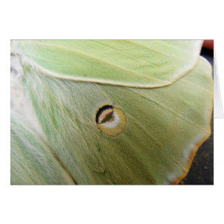 Lunar Moth