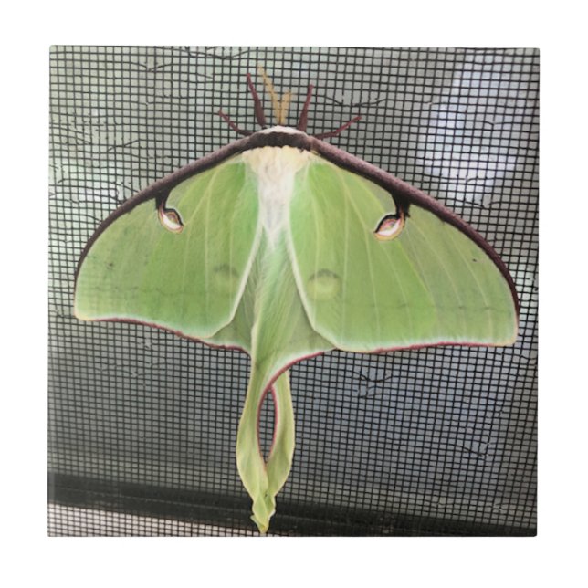 Lunar Moth Fliese (Vorderseite)