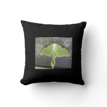 Lunar Moth