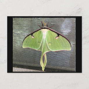 Lunar Moth Postcard Postkarte