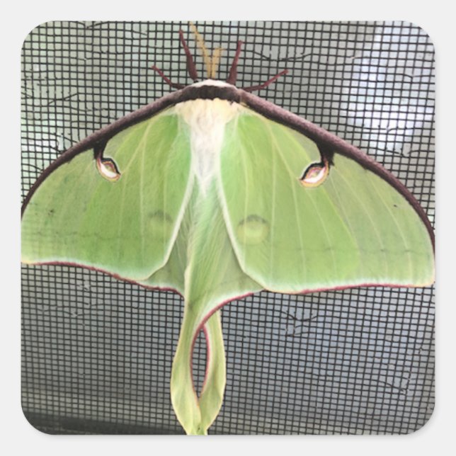 Lunar Moth Quadratischer Aufkleber (Vorderseite)